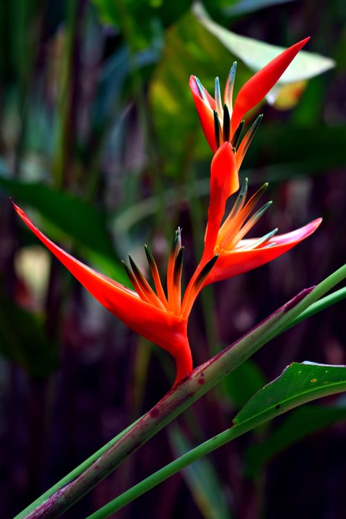 Free Close-up of a vivid red Heliconia flower amidst lush greenery in a tropical setting. Stock Photo