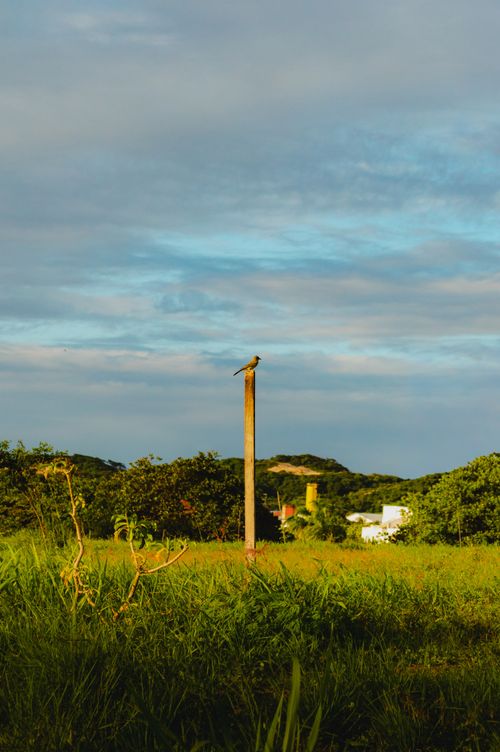 Free A scenic view of a bird perched on a wooden post in a lush, open field under a dramatic sky. Stock Photo