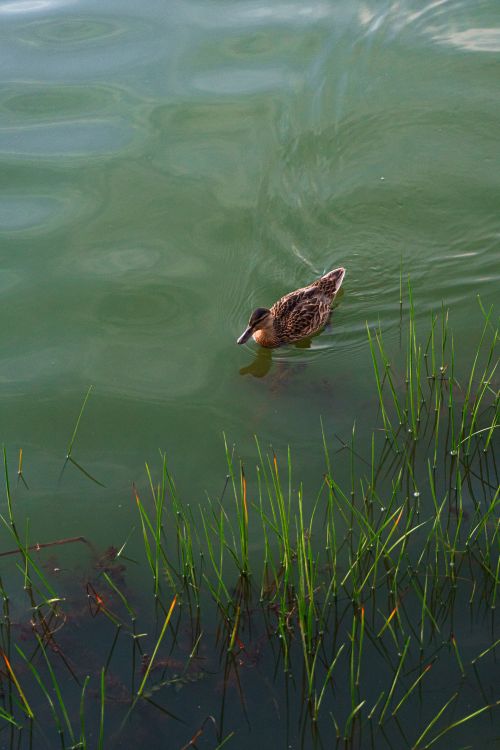 Free A duck gracefully swims in a green pond, surrounded by vibrant reeds. Stock Photo