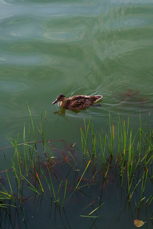 Free A serene scene of a duck swimming gently among aquatic grasses in a tranquil lake, casting soft reflections. Stock Photo