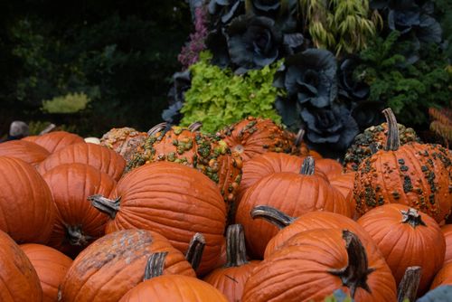 Free A colorful display of pumpkins set against a backdrop of foliage, embodying the essence of autumn. Stock Photo