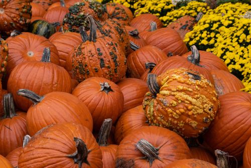 Free A colorful display of pumpkins and gourds in Lisle, perfect for autumn decor and harvest themes. Stock Photo