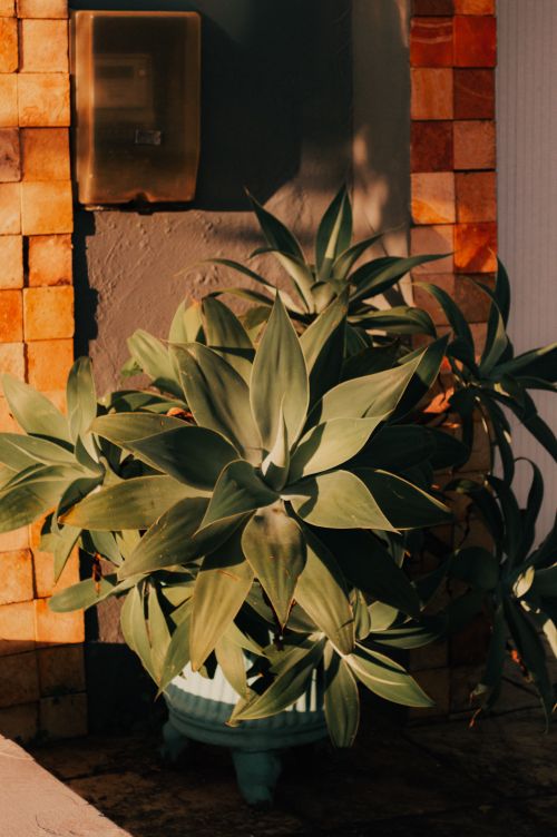 Free Agave plant basking in warm sunlight against a textured brick wall. Perfect for home decor and nature themes. Stock Photo