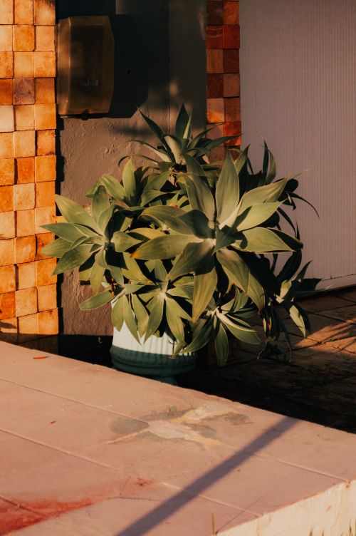 Free A lush green potted plant bathed in warm sunlight against a textured tiled wall. Stock Photo