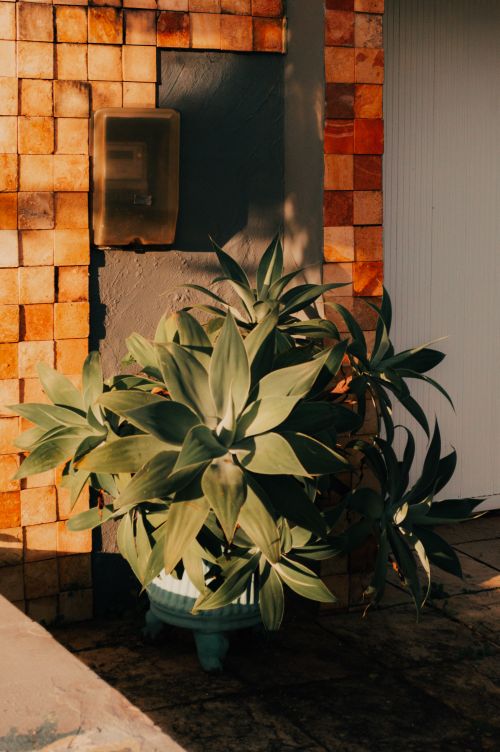 Free A potted houseplant in sunlight against a geometric patterned wall. Stock Photo