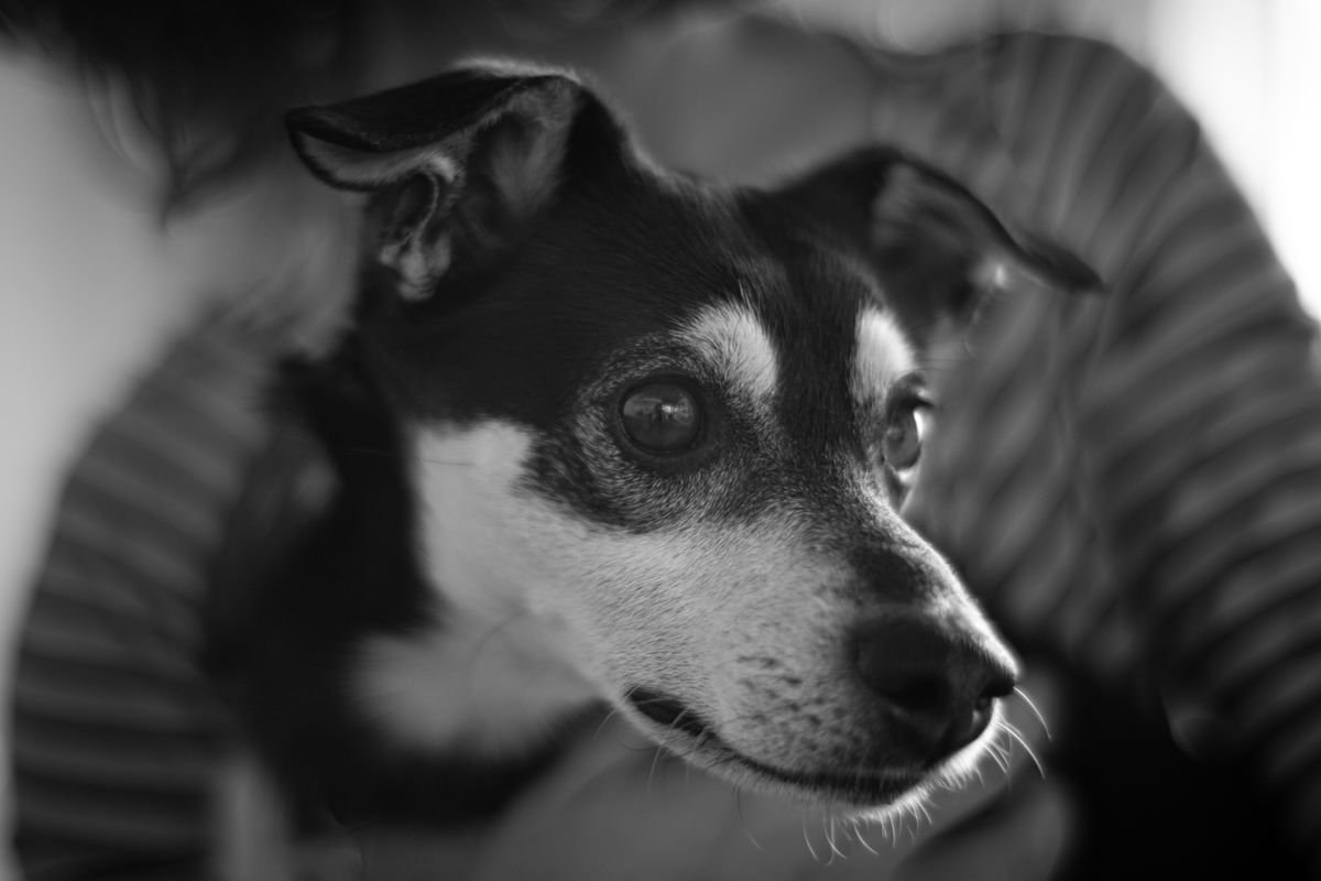 Why Won’t My Dog Make Eye Contact? Guilt, Fear, Pain or Normal Behavior? (2026)