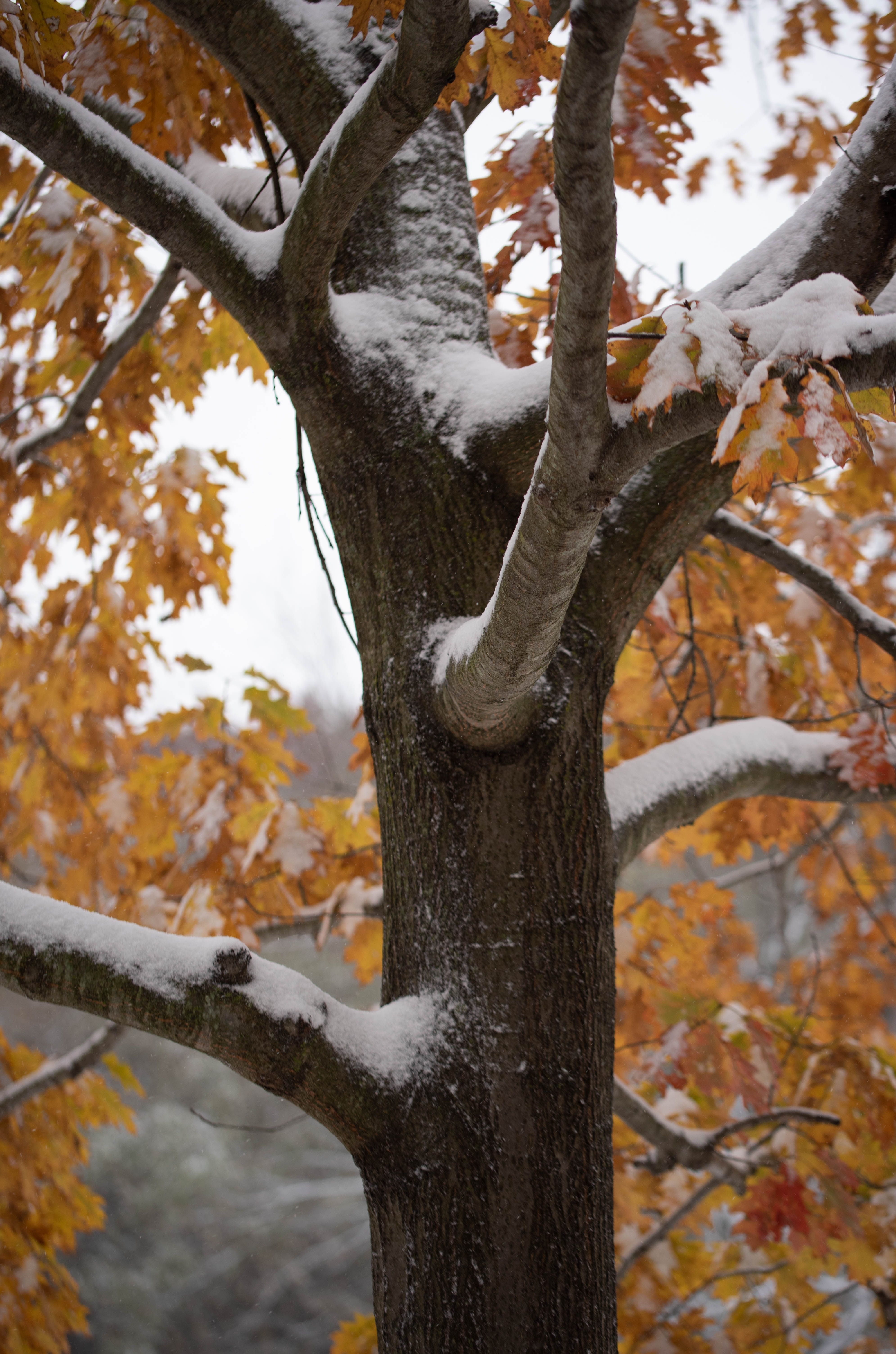 A tree with snowy branches surrounded by autumn leaves in a forest setting.