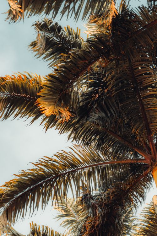 Free Lush palm trees basking in the sun, captured in Natal, Brazil's tropical landscape. Stock Photo