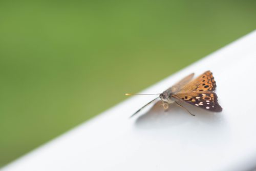 Free A macro shot of an orange and black butterfly resting on a white surface. Stock Photo