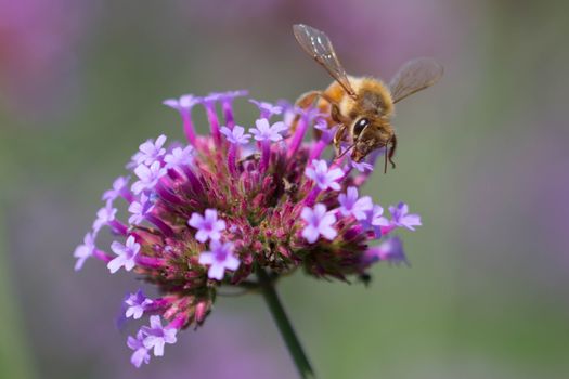 Close-up of a honeybee collecting nectar from vibrant purple verbena blooms against a soft green backdrop.