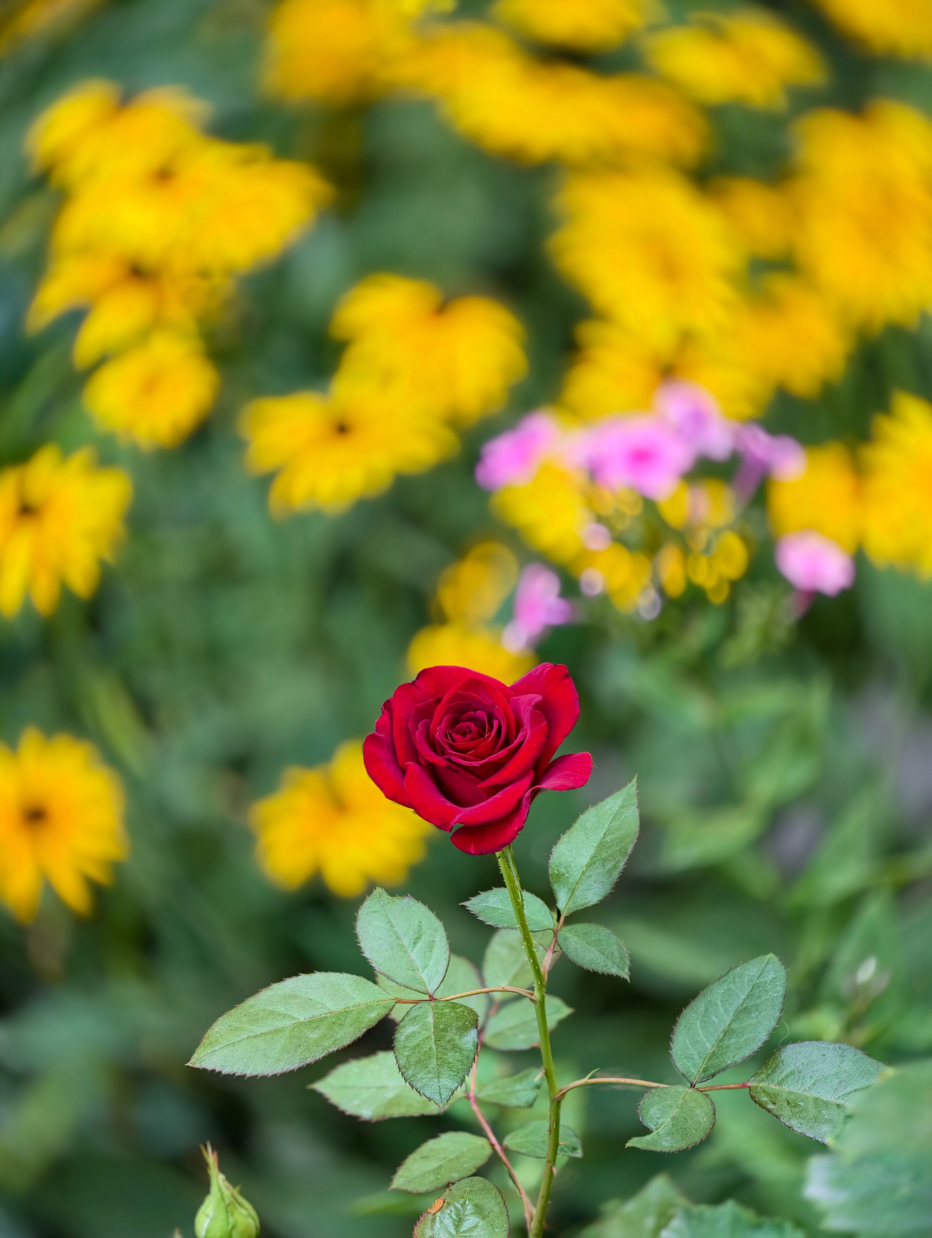 [ColoSach]-a-striking-red-rose-stands-out-against-a-backdrop-of-vibrant-yellow-and-pink-flowers.