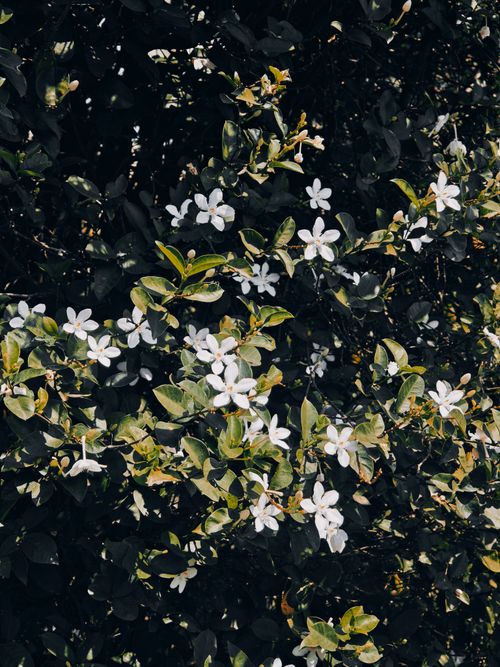 Free A beautiful cluster of white jasmine flowers amidst lush green foliage, captured outdoors. Stock Photo