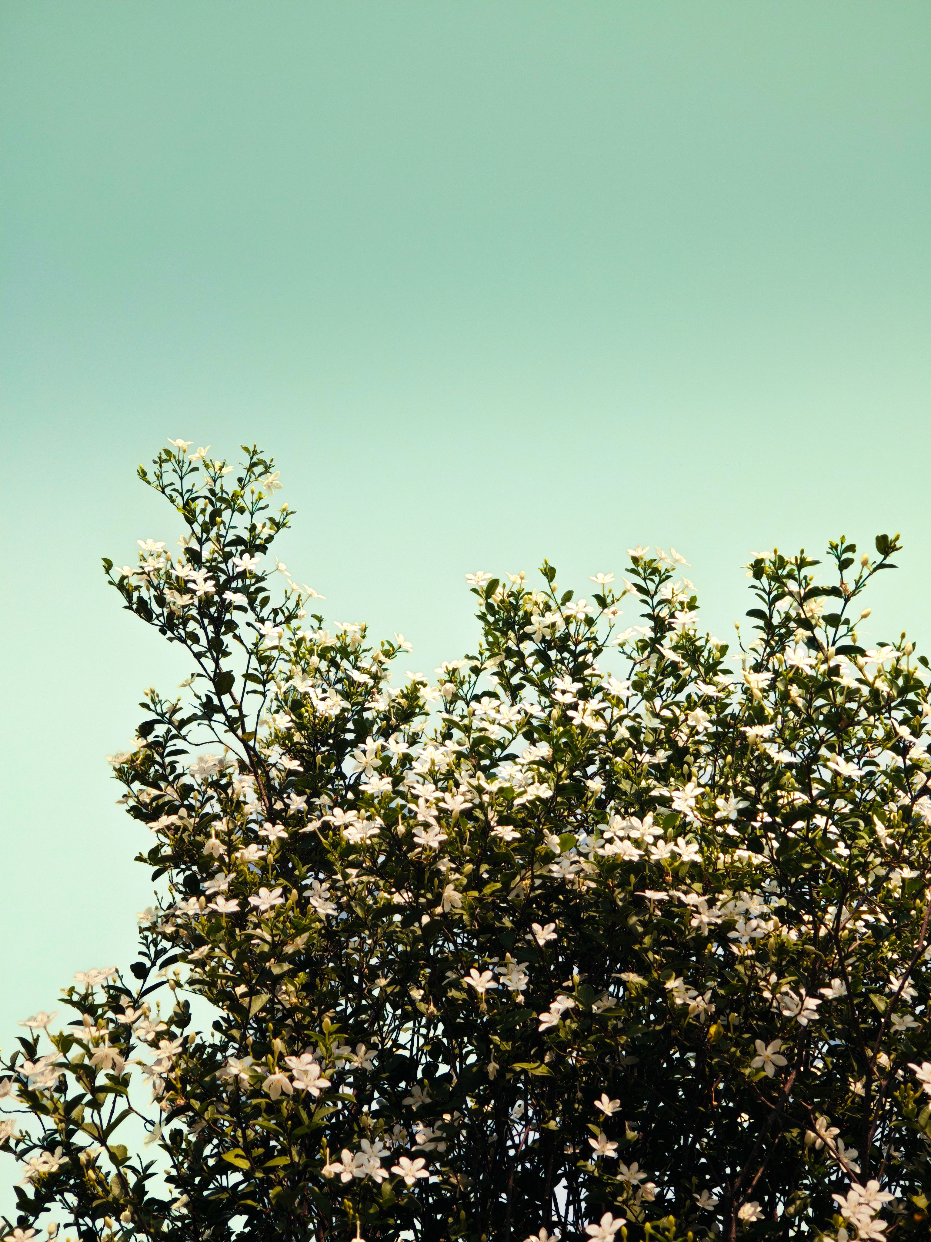 [ColoSach]-a-tree-full-of-white-blossoms-under-a-clear-blue-sky,-evoking-a-serene,-springtime-feel.