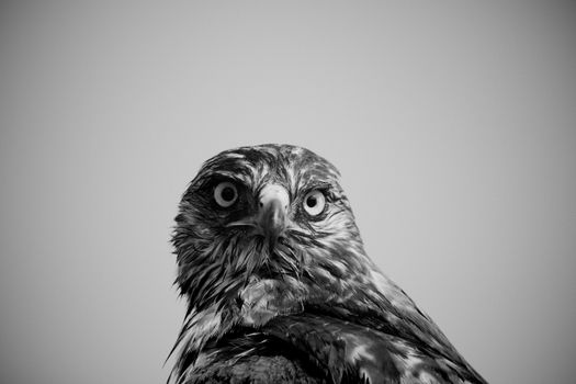 Animal Illustration sketch set thumbnail