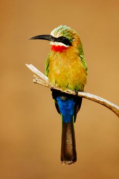 Elegant bee-eater bird with vibrant feathers perched on a branch in nature.