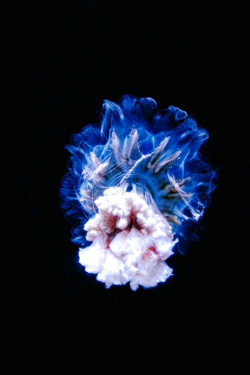 Free Captivating image of a vibrant blue jellyfish glowing underwater on a dark background. Stock Photo