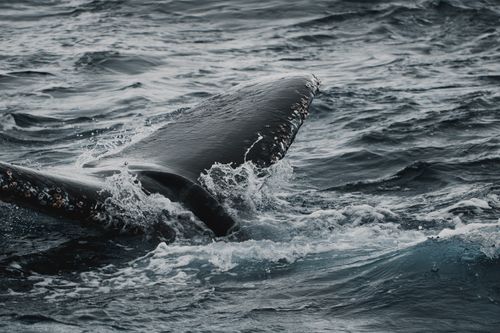Free A majestic humpback whale tail surfaces in the Pacific Ocean off California's coast. Stock Photo