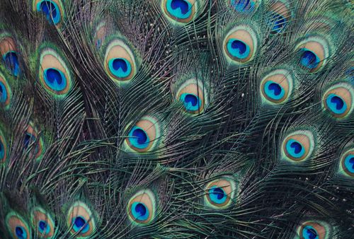 Free Detailed close-up of vibrant peacock feathers showcasing stunning color patterns. Stock Photo