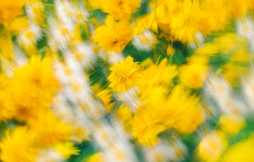 Free A vibrant abstract photo of yellow flowers in motion blur, creating a dynamic artistic effect. Stock Photo