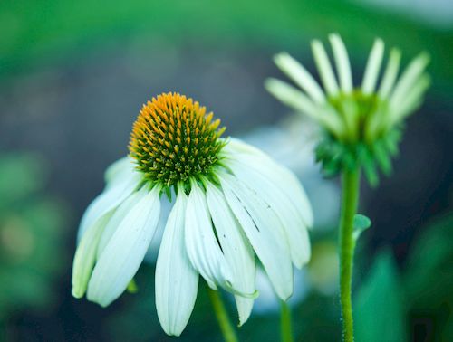 Free Close-up of a blooming white coneflower (Echinacea) in a garden setting. Stock Photo