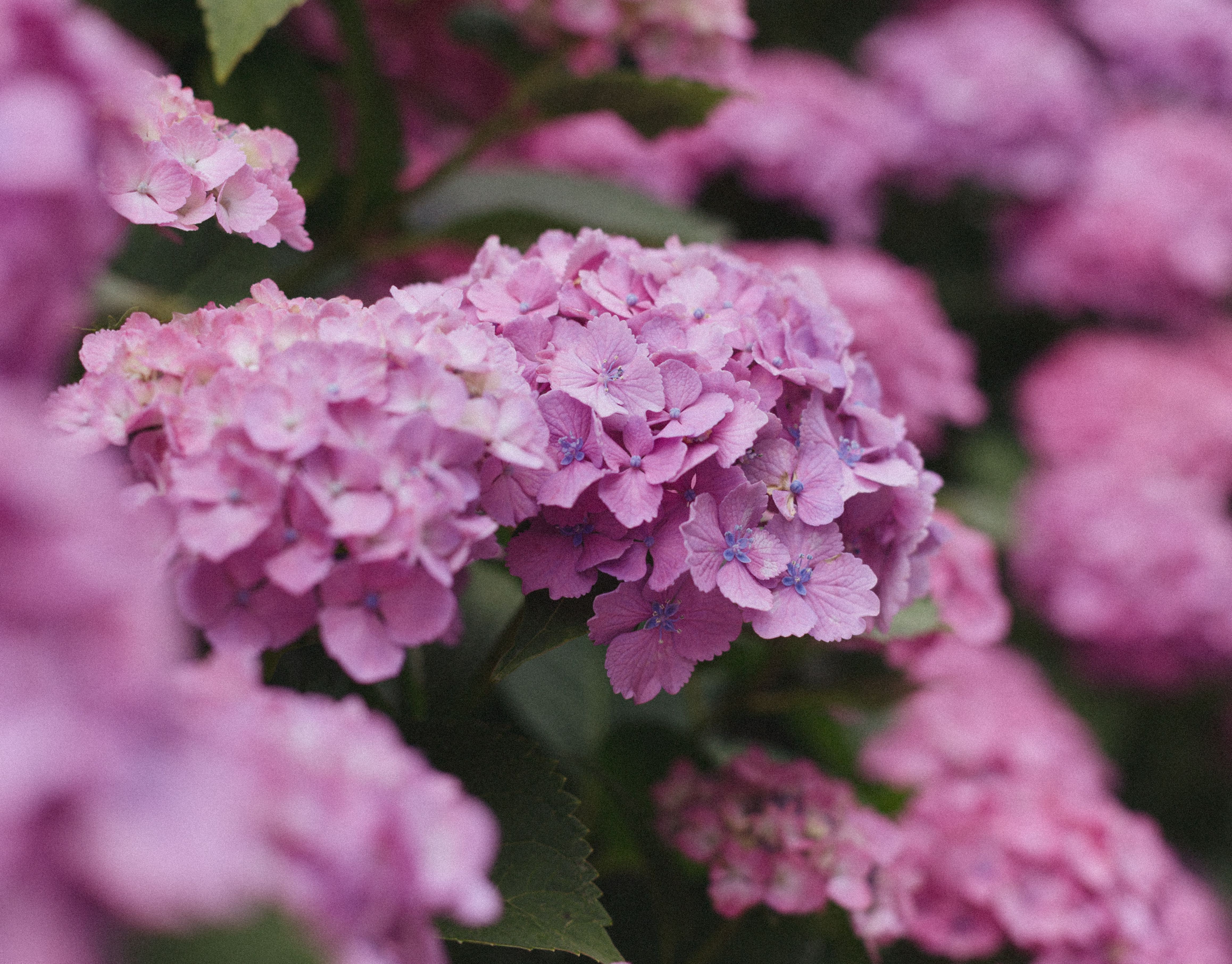 [ColoSach]-detailed-shot-of-lush-pink-hydrangea-flowers-in-full-bloom,-showcasing-their-vibrant-colors-and-delicate-textures.