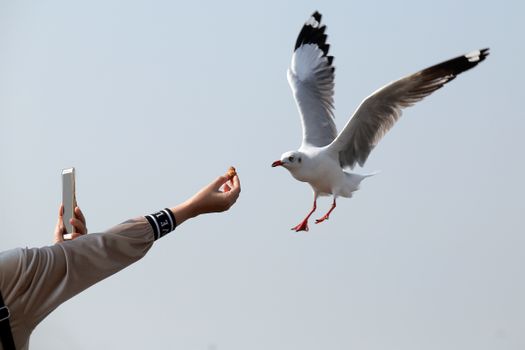 A seagull approaches a person's hand for food while they take a photo with a smartphone.