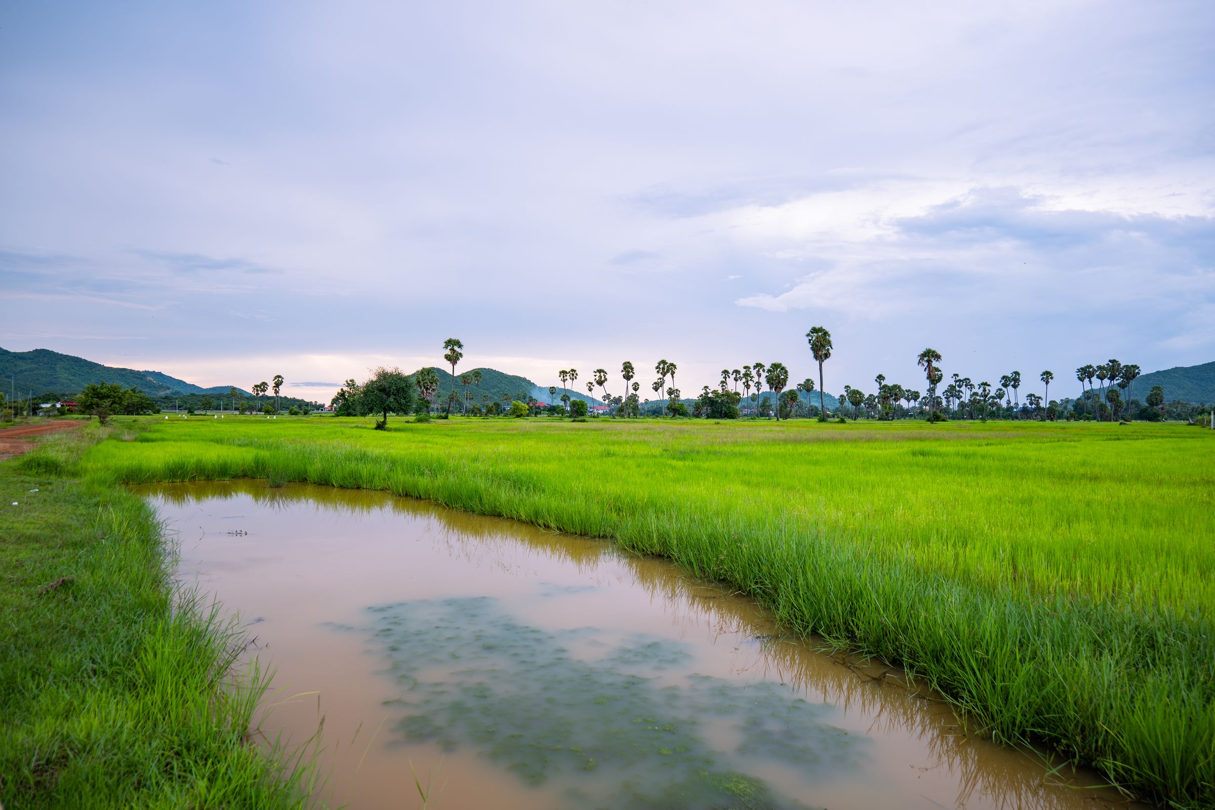 Rijstvelden Koh Yao Noi