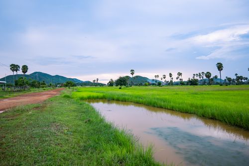 Free Beautiful rural landscape featuring lush green fields, a dirt path, and scattered palm trees under a clear sky. Stock Photo