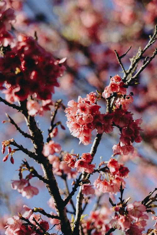 Free Beautiful close-up of pink cherry blossoms against a clear blue sky in Maringá, Brazil. Stock Photo