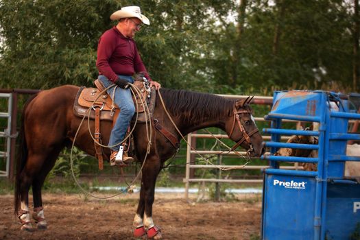 A cowboy on horseback near livestock handling equipment in Corvallis, MT outdoors.