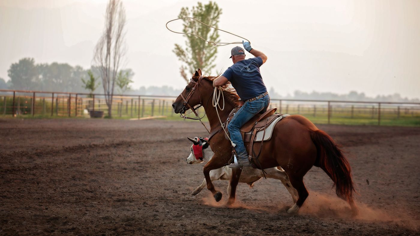 A cowboy on horseback roping a calf in a field at Corvallis in Montana's Bitterroot Valley