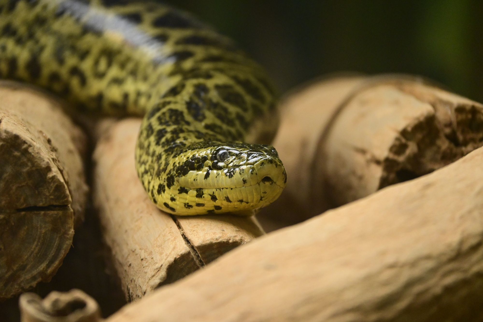 Boa Vista