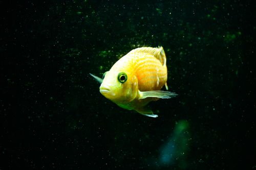 Free A vivid yellow cichlid fish swims gracefully in a dimly lit aquarium. Stock Photo