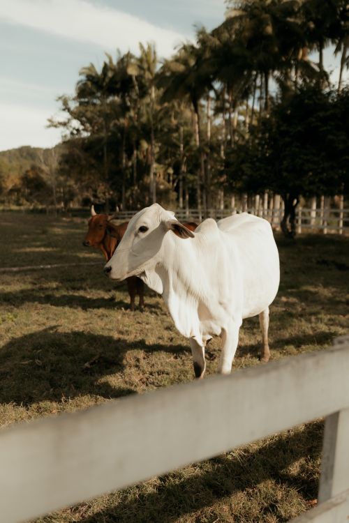 Free Cattle grazing peacefully in a sunlit pasture surrounded by lush palm trees. Stock Photo