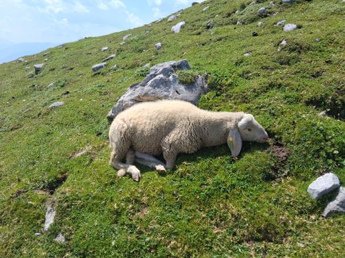 Free A serene scene of a sheep resting on a lush green mountain hillside under a sunny sky. Stock Photo