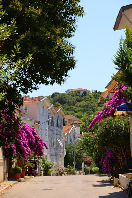 Free A picturesque street adorned with vibrant bougainvillea and traditional houses in a quaint town during summer. Stock Photo