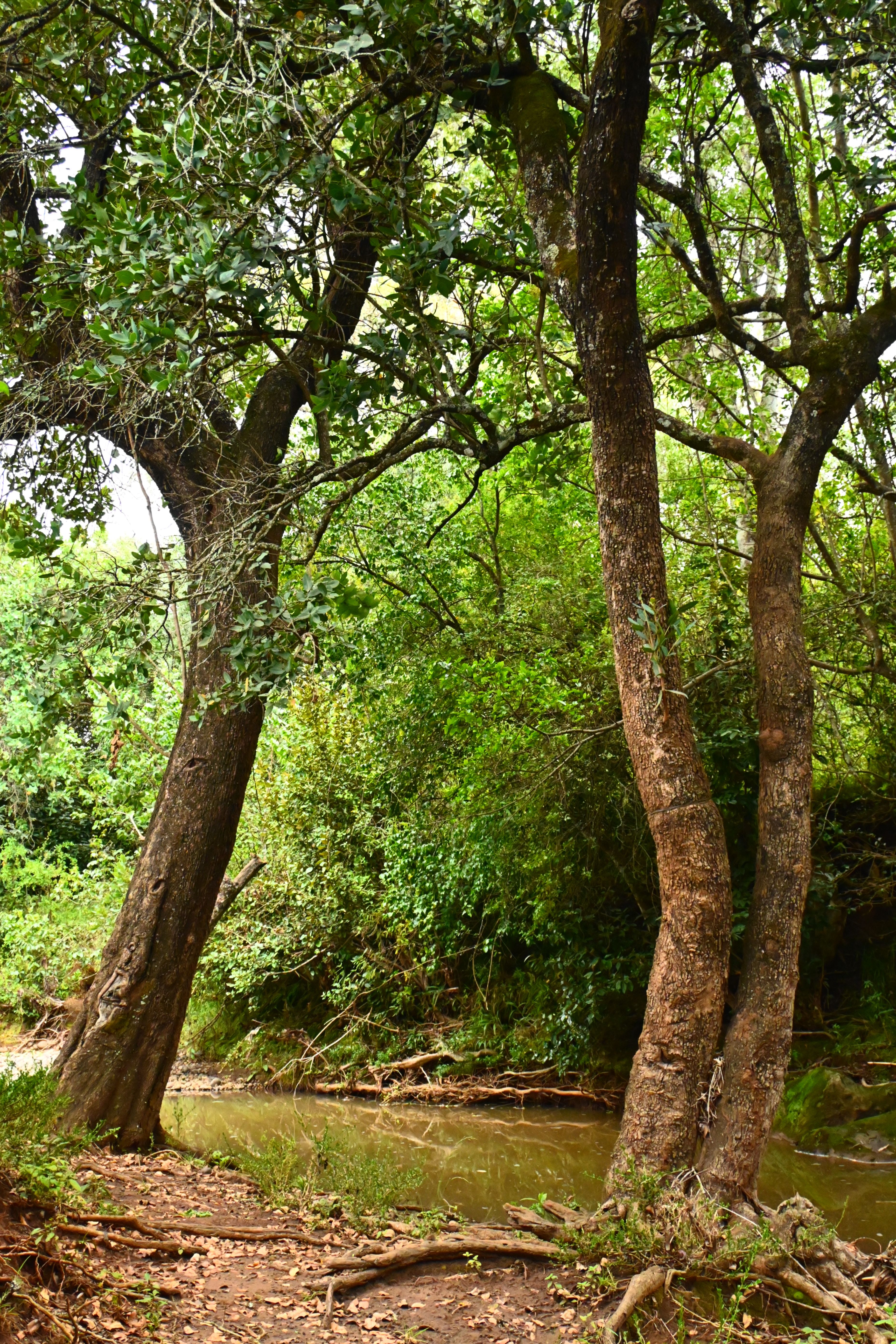 Calm forest scene with tall trees and a tranquil stream, ideal for nature lovers and explorers.