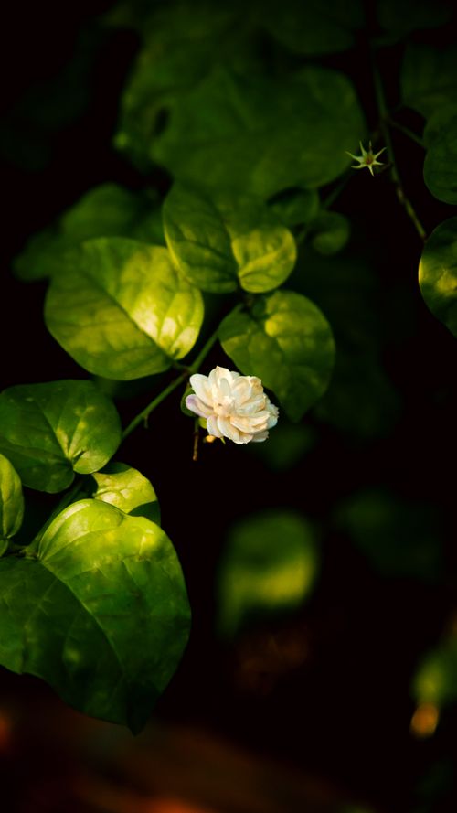Free Close-up of a lush jasmine plant with a single white flower in Ho Chi Minh City, Vietnam. Stock Photo