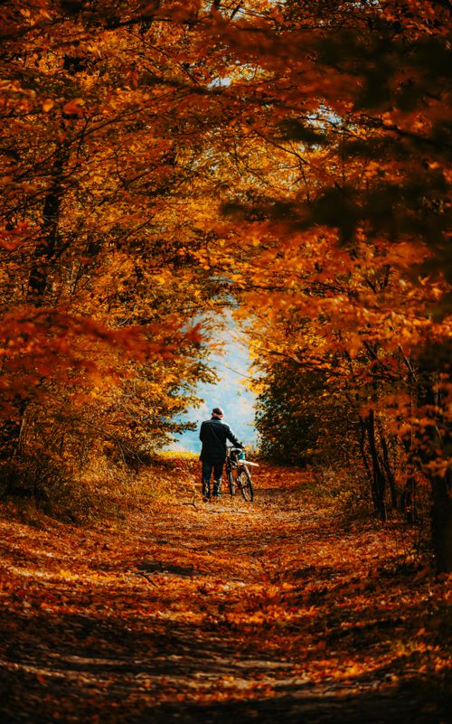 Free A person walks a bicycle along a forest path covered with vibrant autumn leaves, surrounded by orange foliage. Stock Photo