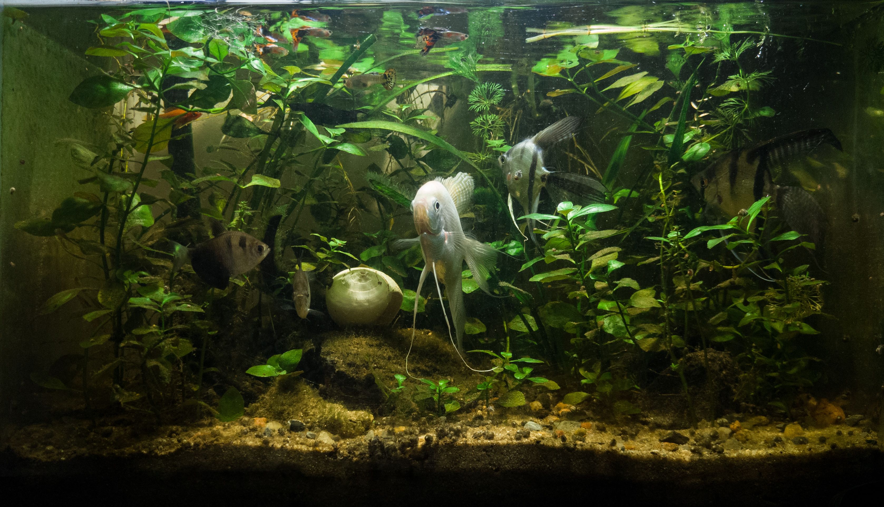 Aquael Turbo Filter 1000