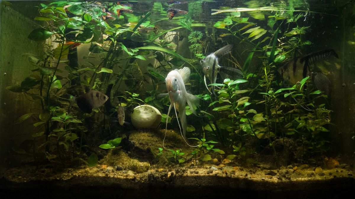 Angelfish Tank Mates: Compatibility, Risks & Best Fits