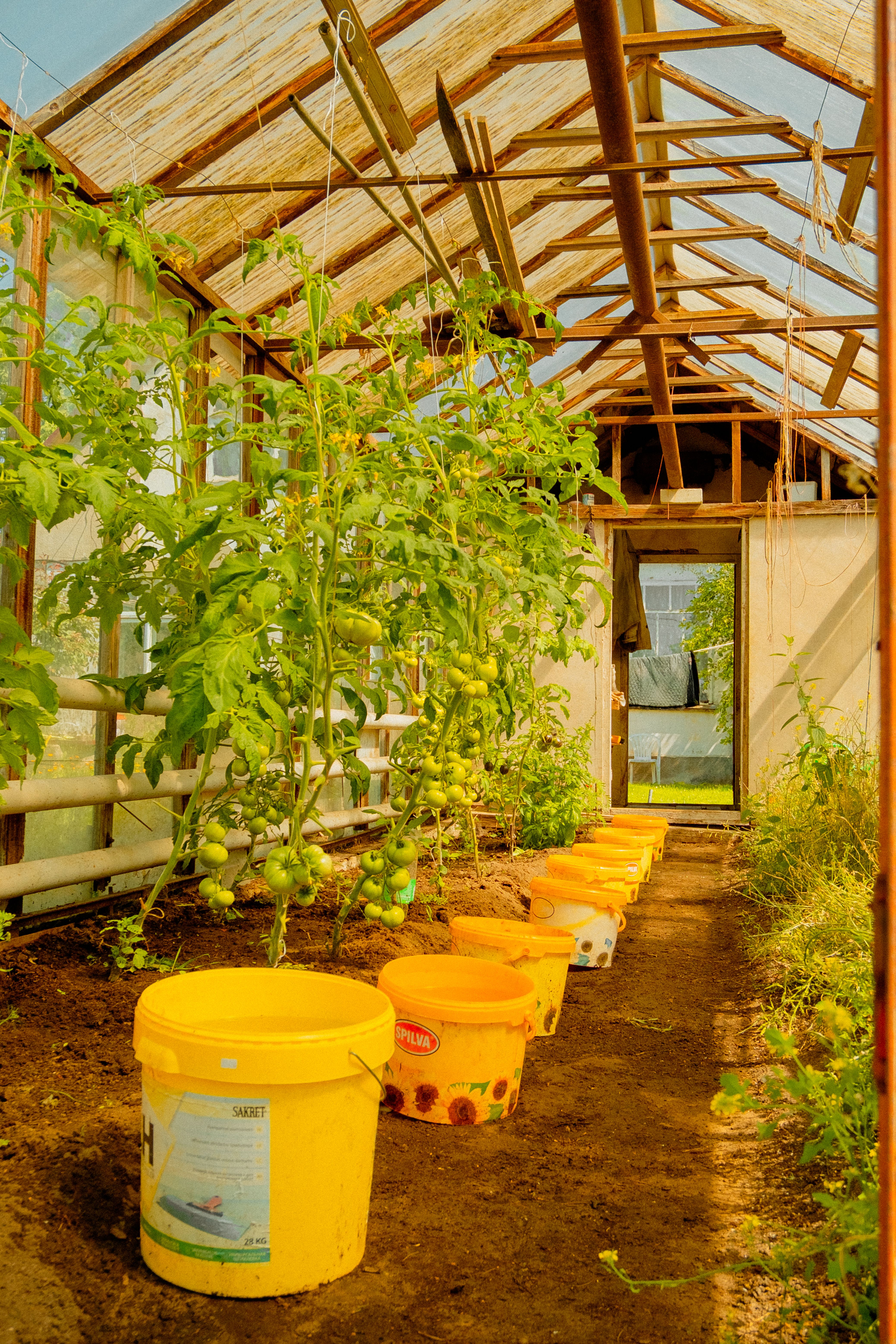 Sunlit greenhouse with thriving tomato plants and yellow buckets, ideal for gardening enthusiasts.