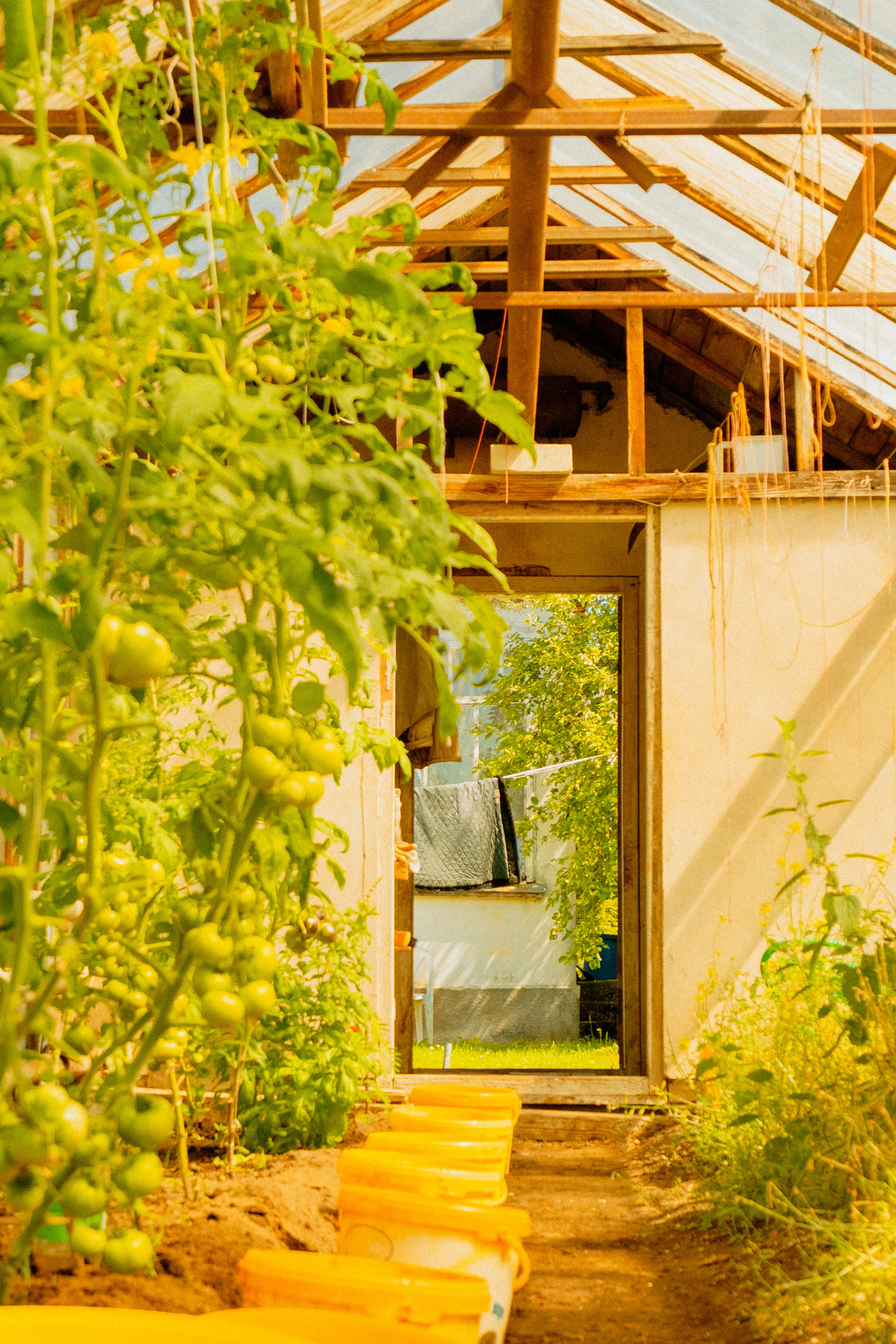 Wooden greenhouse interior with tomato plants growing vibrantly in bright sunlight.