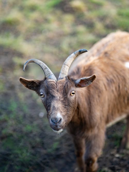 Free A curious brown goat stares at the camera on a grassy field, showcasing its distinct horns. Stock Photo