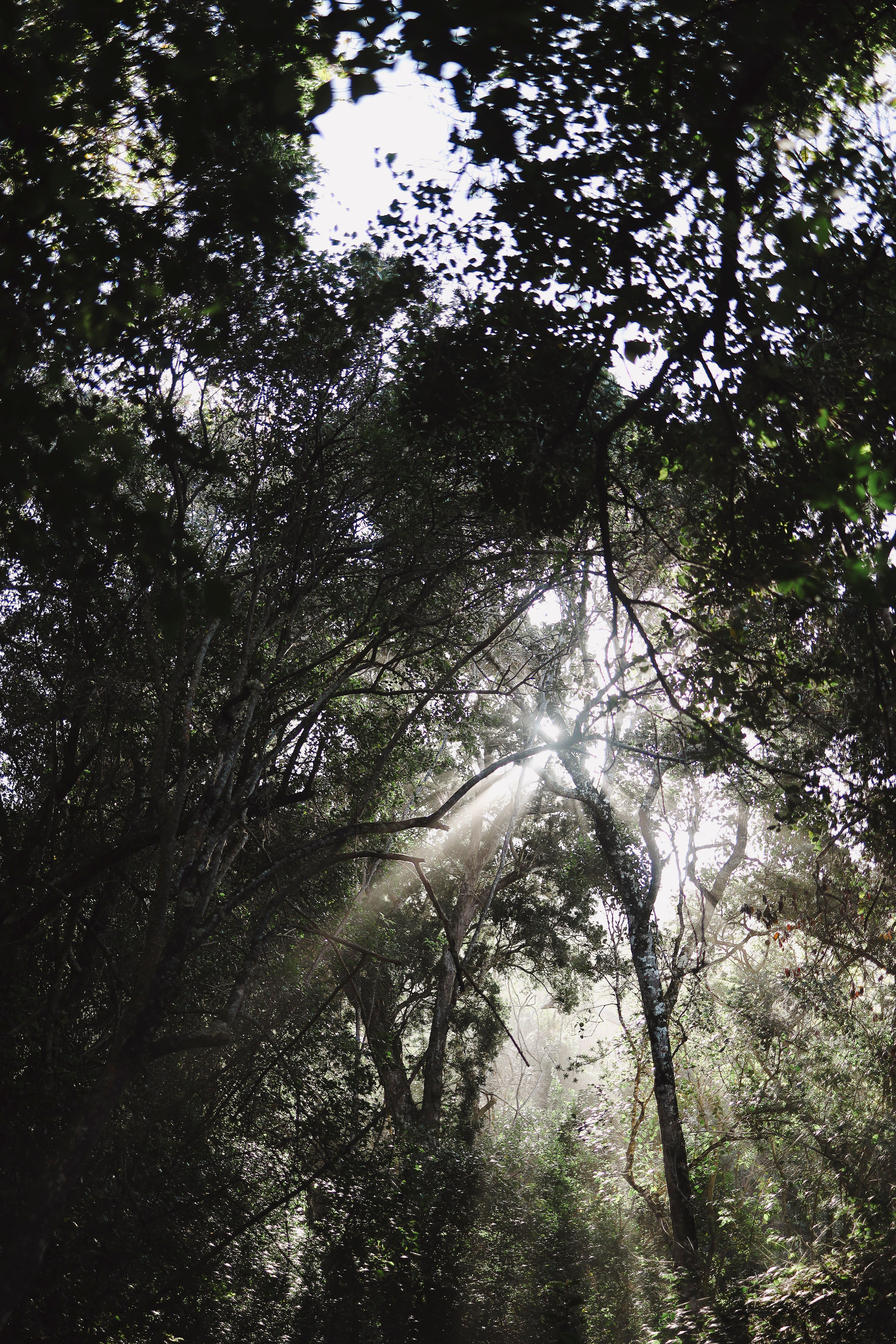 Morning sunlight through the forest canopy in Tsitsikamma
