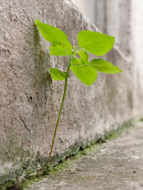 Free stock photo of macroons, s pring st Stock Photo