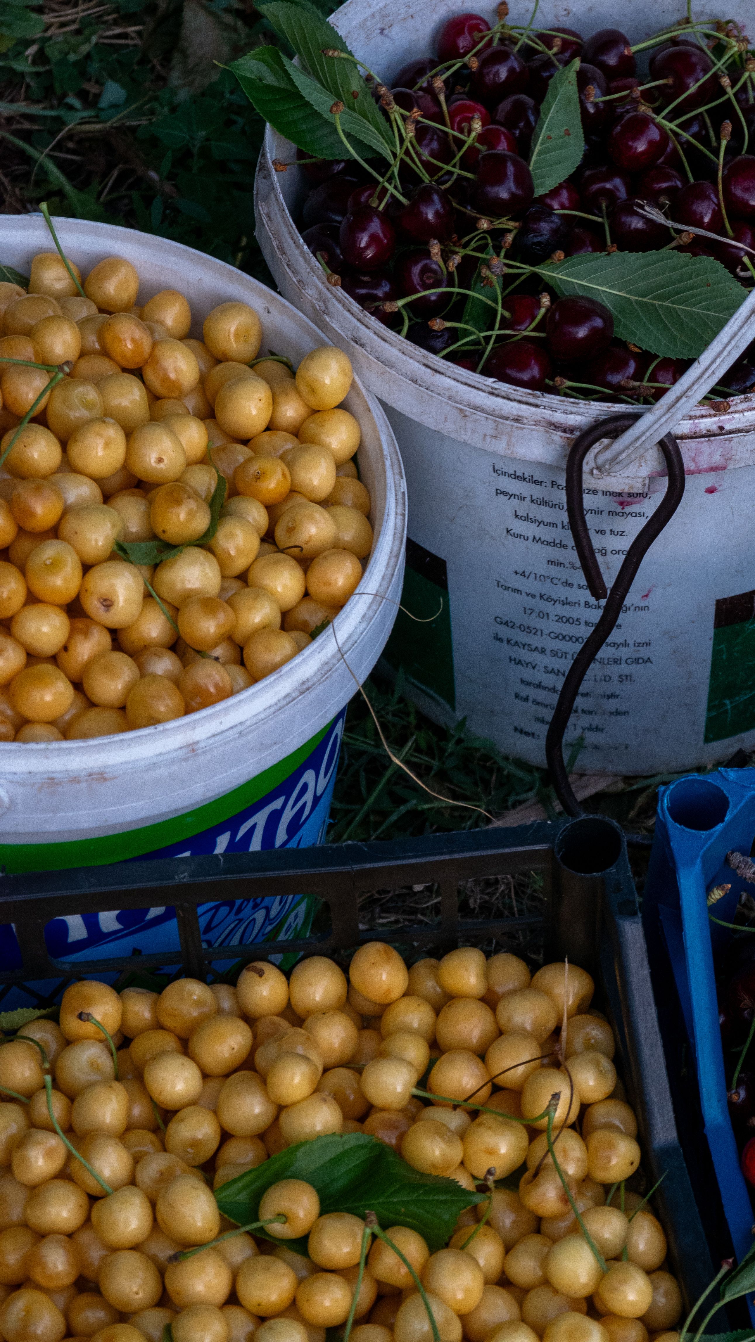Close-up of yellow and red cherries in buckets, freshly harvested outdoors. Ideal for food and nature themes.