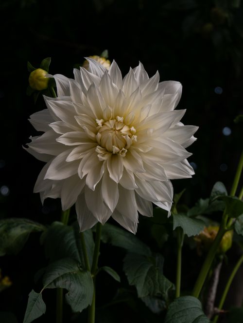 Free Beautiful white dahlia flower in bloom with dark green leaves in natural setting. Stock Photo