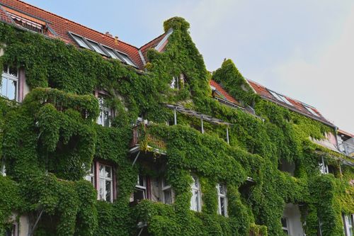 Free A vibrant facade in Berlin adorned with dense ivy, showcasing urban greenery. Stock Photo