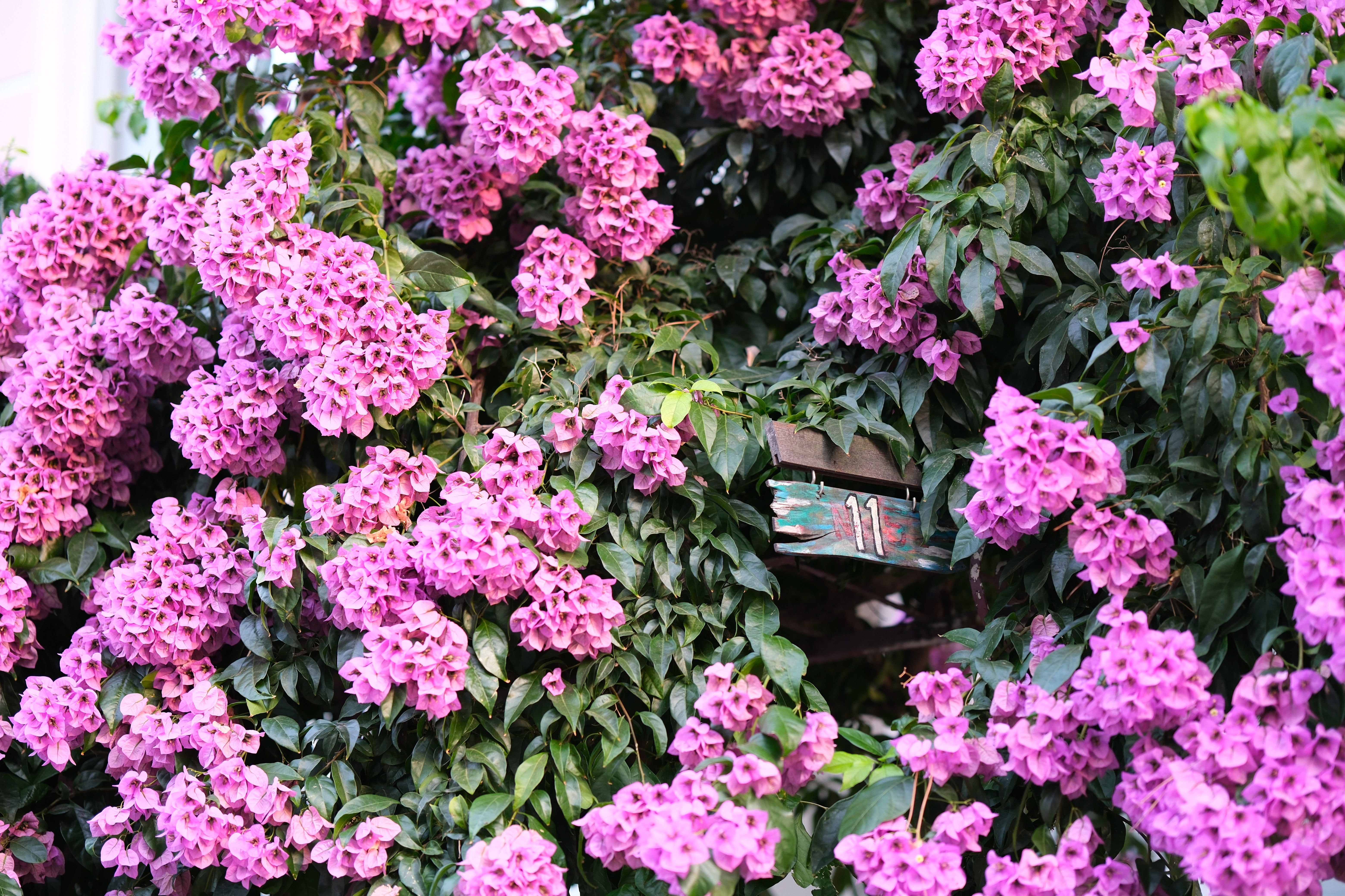 [ColoSach]-lush-pink-bougainvillea-blooms-surrounding-a-rustic-door-number-in-i̇znik,-glorious-summer-day.